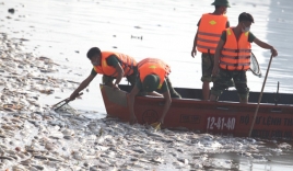 Cá chết hàng loạt ở hồ Tây: 200 tấn cá chết được xử lý, Bộ công an vào cuộc